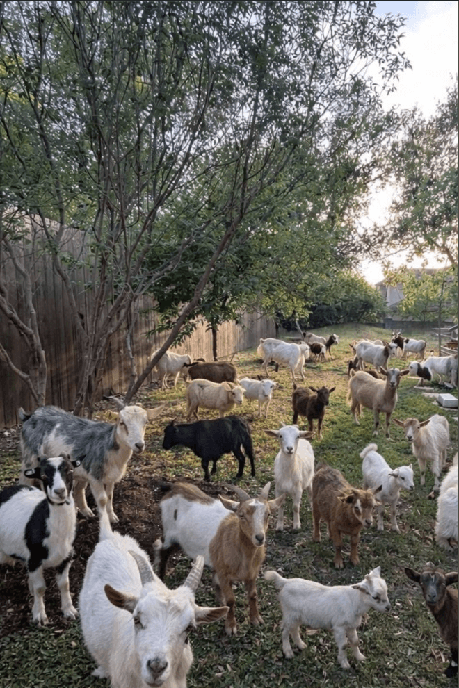 tons of goats on a property